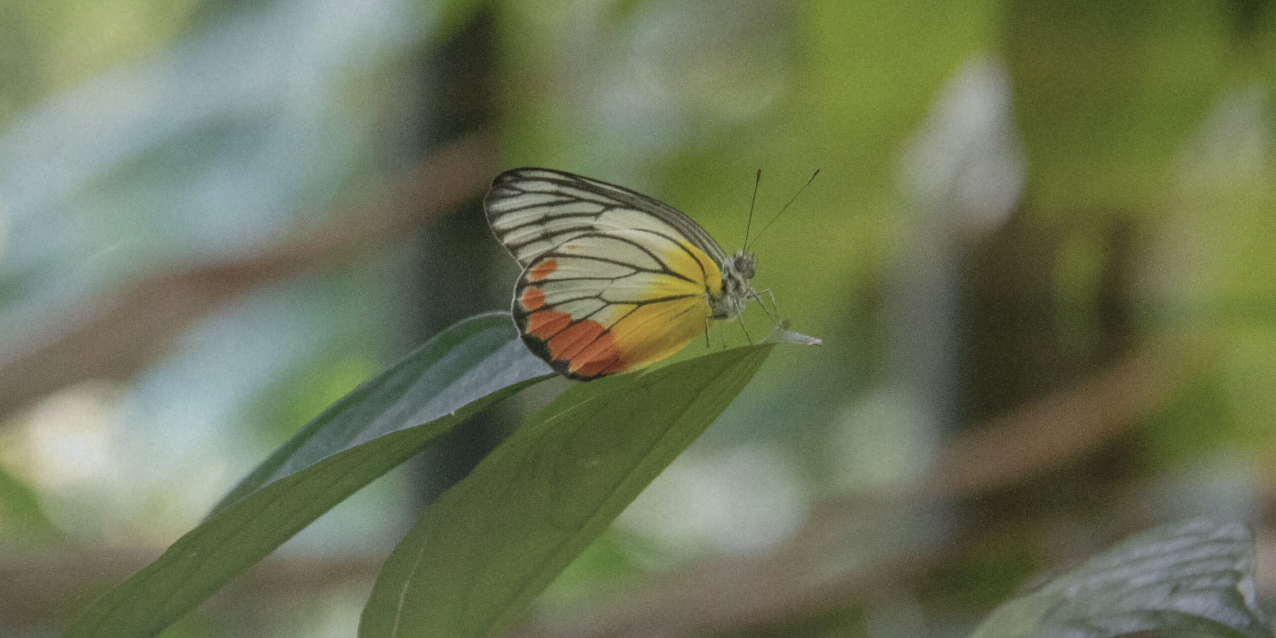 Butterfly Garden
