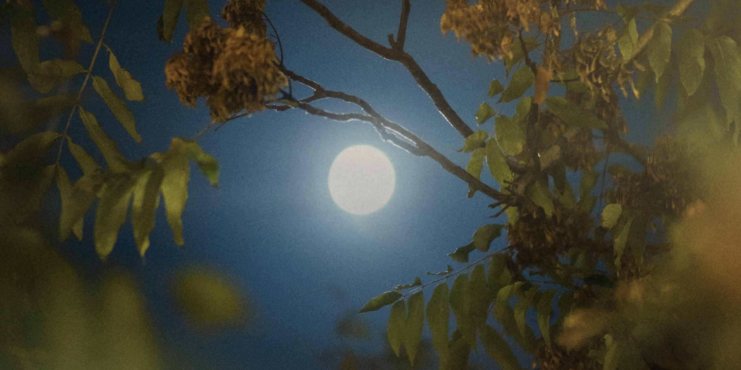 Moon Garden