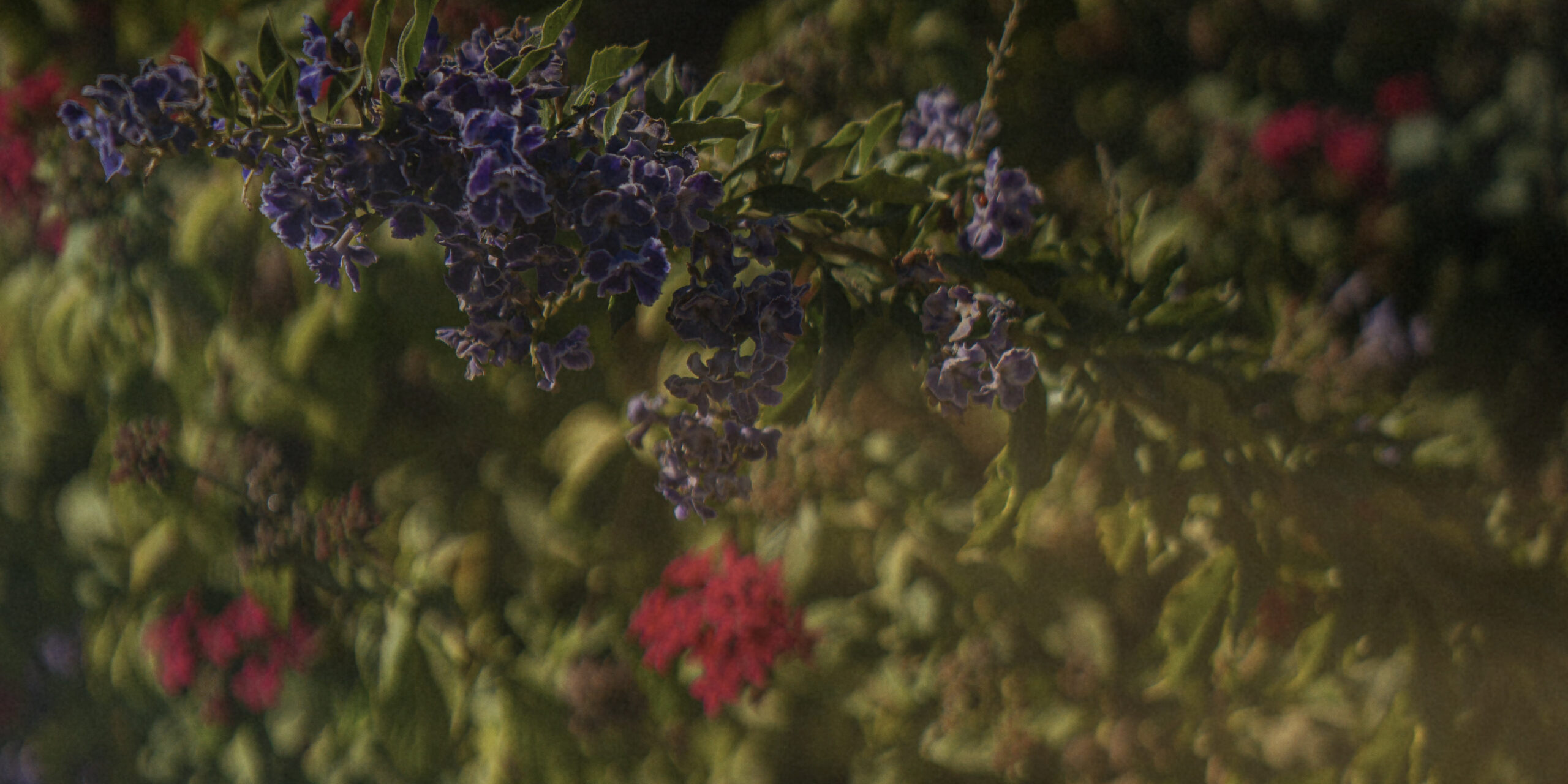 Aroma Garden
