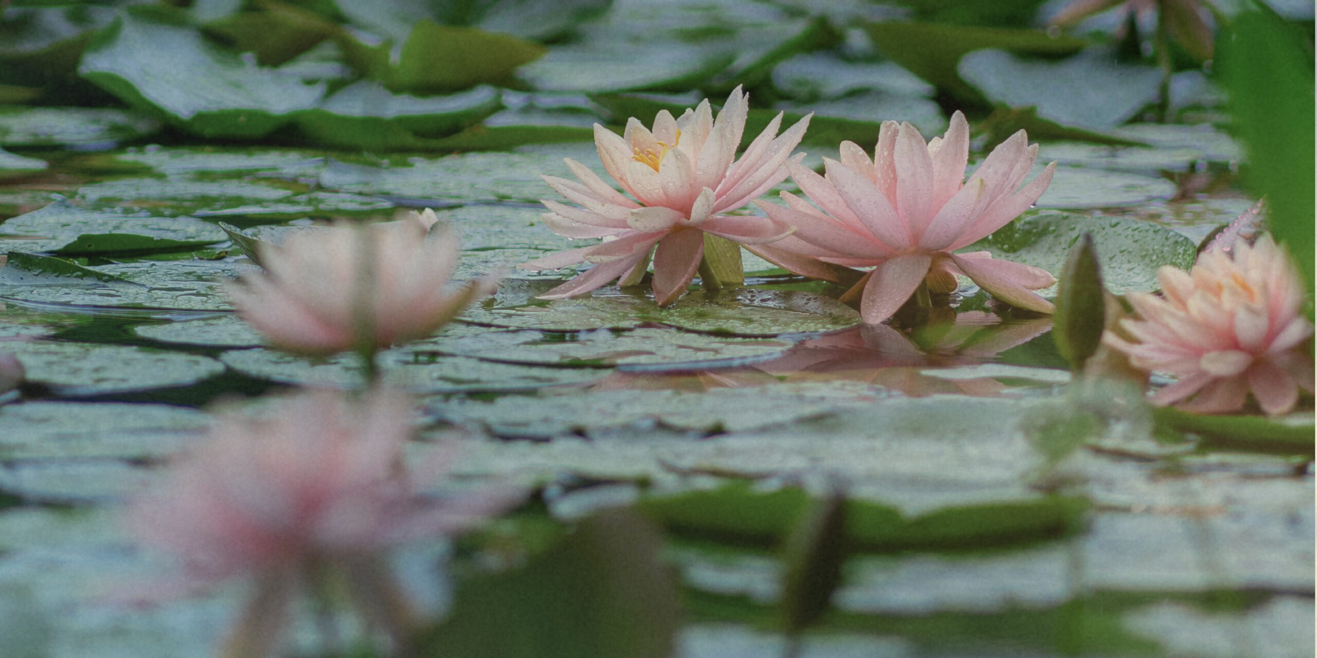 Water Garden